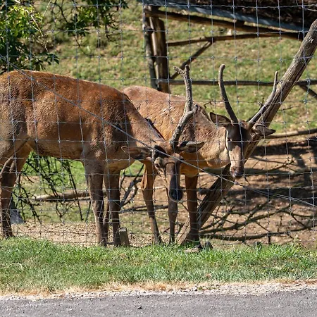 Casa de hóspedes Ménes Bükkösd
